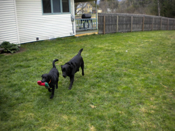 Molly and her new big buddy Max